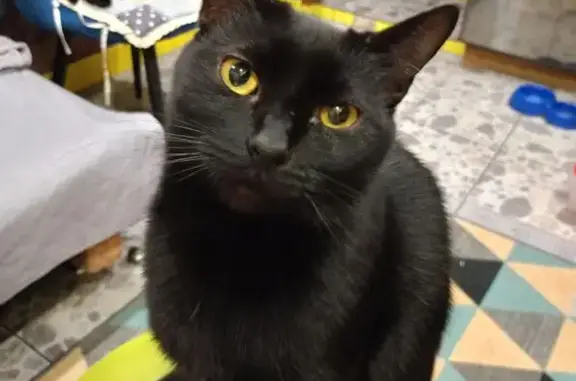 Кошки потеряшки, Вологда, фото: Потеряшка кошка Люся, Северная 21А, Вологда