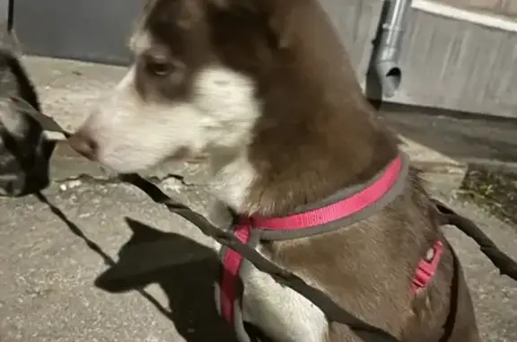 Найдена собака, Рязань, фото: Найдена собака, ул. Крупской, 28, Рязань