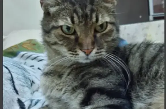 Кошки потеряшки, Ростов-на-Дону, фото: Потеряшка кот, ул. Володарского, 48, Ростов.