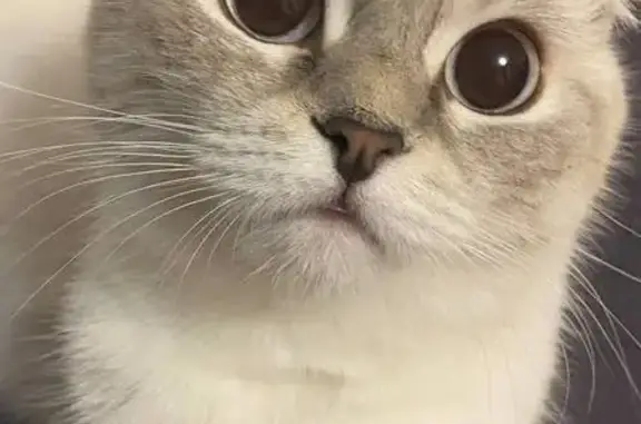 Потерянные животные Ханты-Мансийск, фото: Пропала кошка, ул. Гагарина, 95, Х-Мансийск