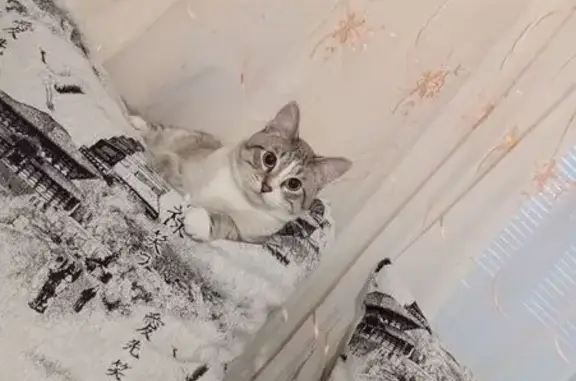 Кошки потеряшки, Заводоуковск, фото: Потеряшка кошка, Сибирская ул., 3, Заводоуковск