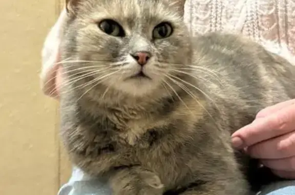 Найдена кошка, Муром, фото: Кошка найдена: ул. Артёма, 40, Муром