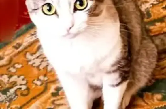 Пропала кошка, ул. Энтузиастов, 20, Удомля