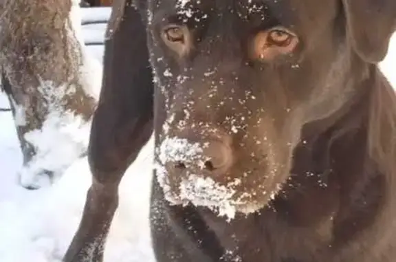 Собаки потеряшки, Липецк, фото: Потеряшка собака, ул. Стасова, Липецк