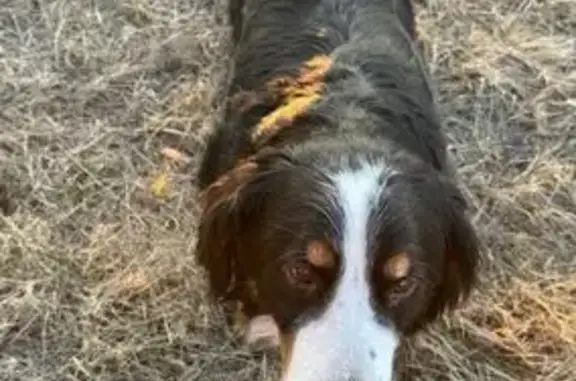 Собака найдена: Казань, Татарстан