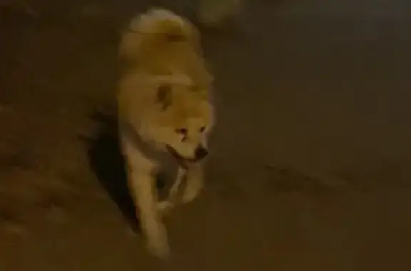 Акита-Ину найдена на Комарова, 19, Магнитогорск