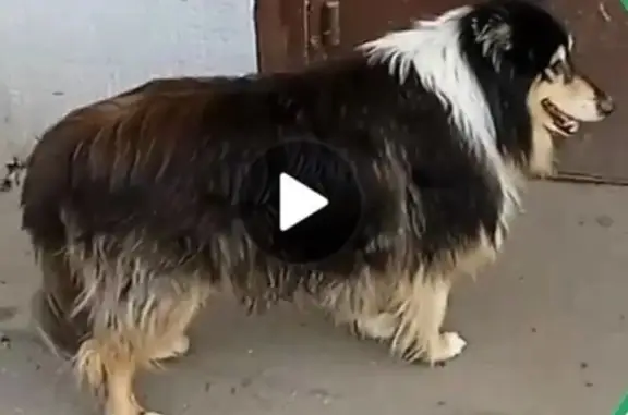 Найдена собака, Пушкино, фото: Шелти найдена, Московский пр., 10/1, Пушкино