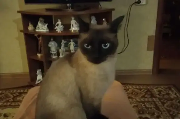 Кошка найдена: ул. Гагарина, 5, Кострома