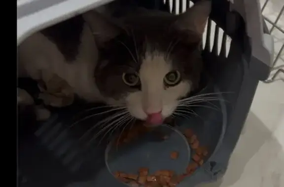 Кошка найдена: ул. Карла Маркса, 130