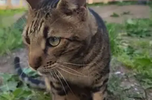 Объявления о пропавших и найденных животных, Тихвин, фото: Пропала кошка, Ленинградский пер., Тихвин