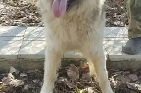 Найдена собака, Московская область, фото: Найдена собака в Рузе, МО