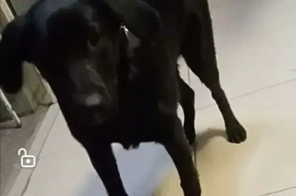 Найдена собака, Первоуральск, фото: Черная собака найдена, ул. Гагарина, 20А