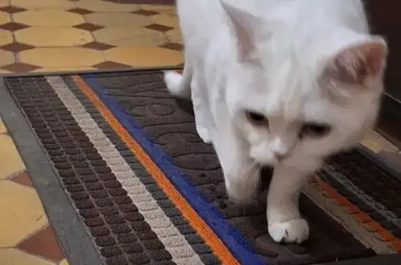 Найдена кошка, Москва, фото: Кошка у Кривоколенного пер., 4 с5, Москва