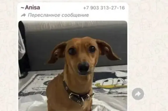 Собака найдена: Большая Красная, 81Б