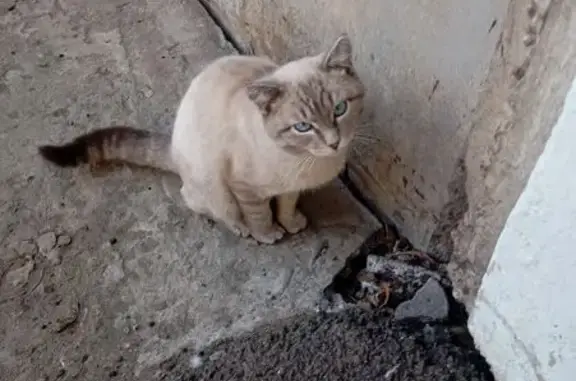 Найдена кошка, Бийск, фото: Тайская кошка найдена: Советская 215/1, Бийск