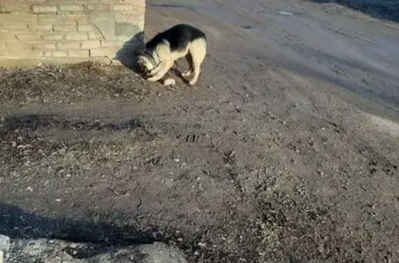 Собака найдена: Магистральная 9, Оренбург