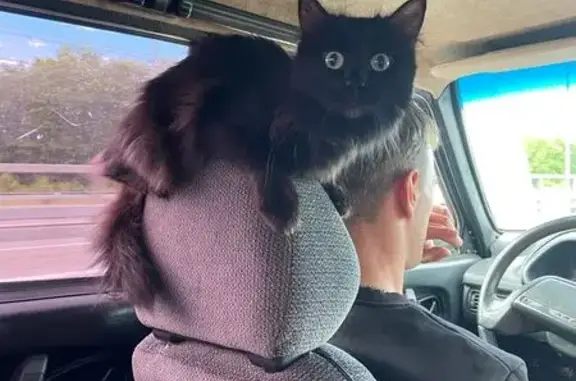 Кошки потеряшки, Семёнов, фото: Потеряшка кошка, Семёнов, ул. Спортивная, 20