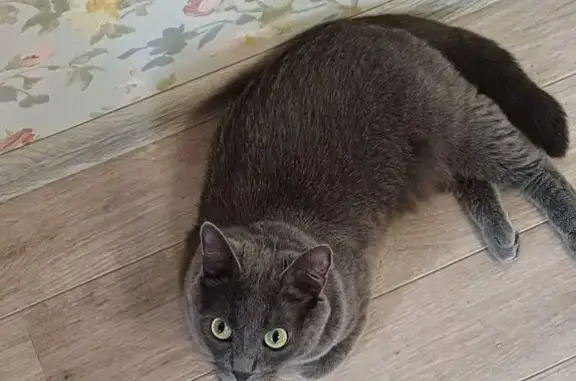 Потерянные животные Ачинск, фото: Пропал серый кот, Ачинск, Тептятский 1А