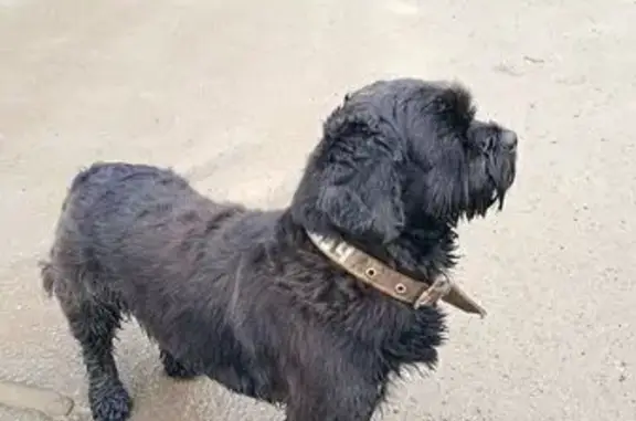 Найдена собака, , фото: Терьер найден на Маршала Кошевого 22/7