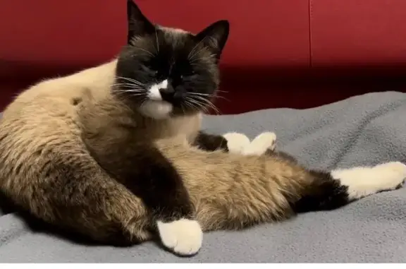 Кошки потеряшки, Санкт-Петербург, фото: Потеряшка кошка, Камышовая 54 к2, СПб