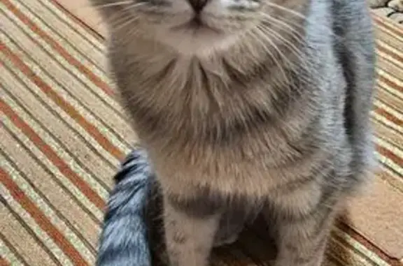 Потерянные животные Губкин, фото: Пропала серая кошка, Площадь, Губкин