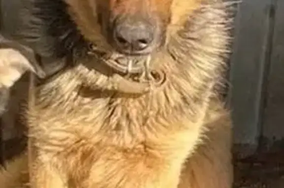 Собака найдена у Мадьянкина, Казань