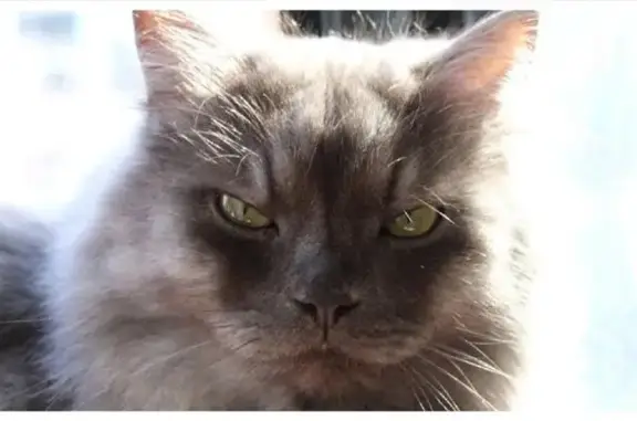 Кошки потеряшки, Холм, фото: Потеряшка кошка на проезде Богданова, Холм