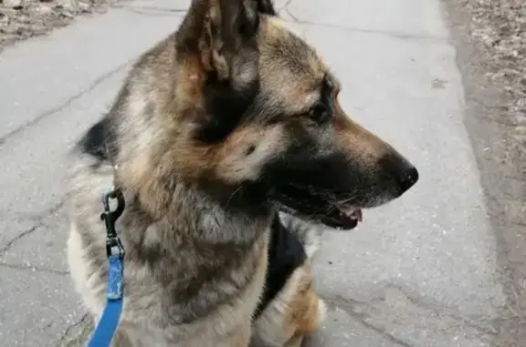 Овчарка найдена у СНТ Дружба, МО