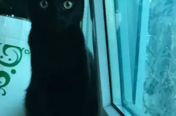 Кошки потеряшки, , фото: Потеряшка кошка, ул. Прохорова, 120