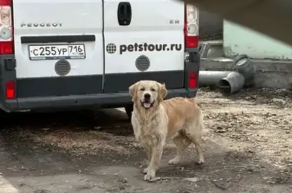 Найдена собака, Казань, фото: Найдена собака на Воскресенской, 20, Казань