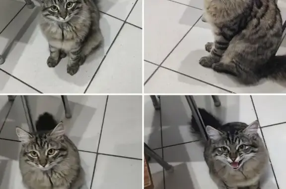 Кот найден: Салмышская 9/3, Оренбург