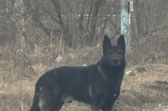Собака найдена у СНТ Кварц, Каменное Тяжино