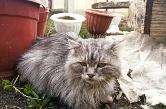 Кошка без хвоста найдена на Пушкари, 33