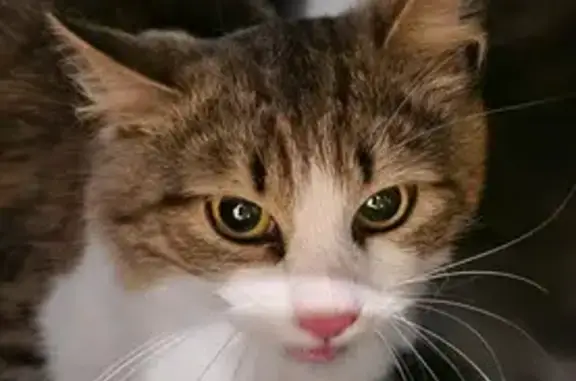 Найдена кошка, пр. Чехова, 6, Ростов-на-Дону