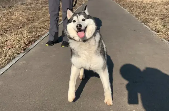 Собака найдена на Вокзальной улице, Фрязино