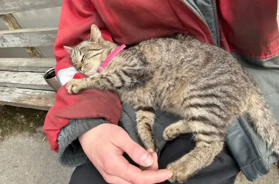 Найдена кошка, , фото: Кошка найдена: Лесная ул., Москва