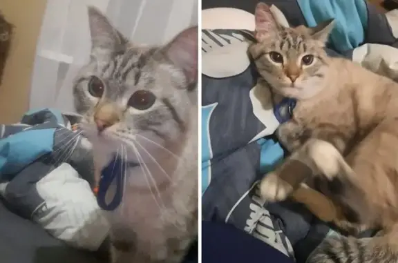 Тайская кошка найдена: Технологическая, 5