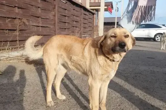 Найдена собака, , фото: Собака найдена: Угдан, Забайкалье
