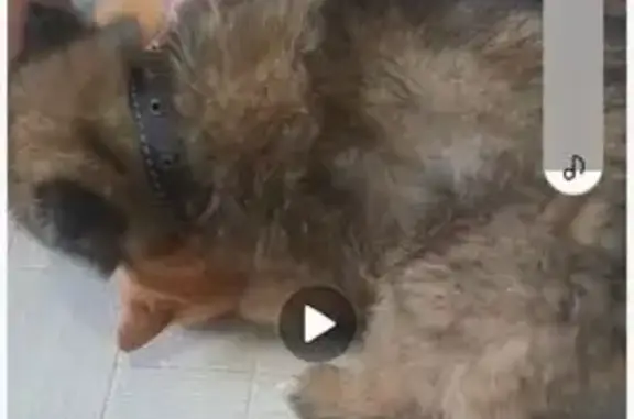 Пропала собака Боня, Таллинская 52, Павлодар