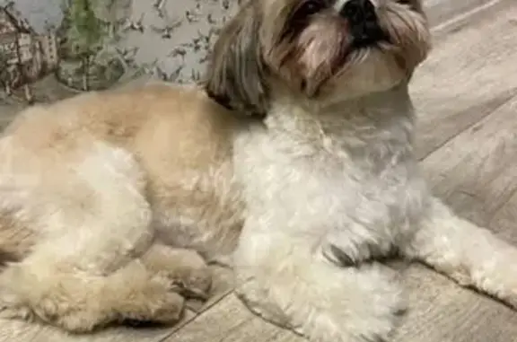 Собаки потеряшки, Оренбург, фото: Потеряшка собака, Театральная 5, Оренбург