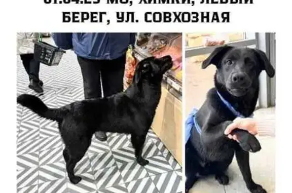 Найдена собака, Химки, фото: Найдена собака, Совхозная ул. 4с1, Химки