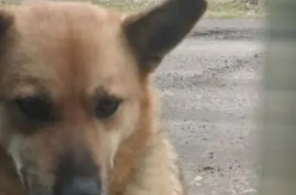 Найдена собака, Орша, 2-я Новолесная, 17