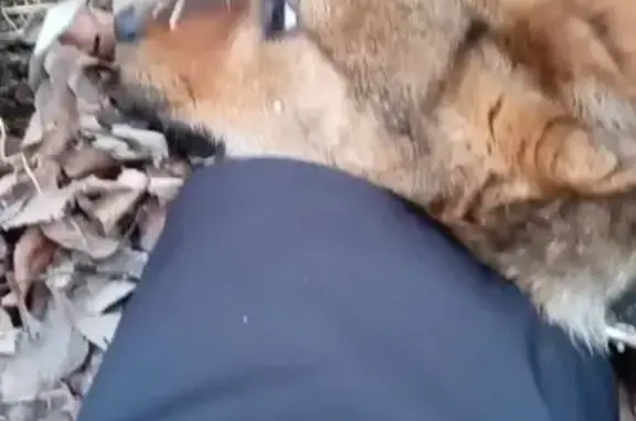 Щенок найден, Моторная 9, Омск