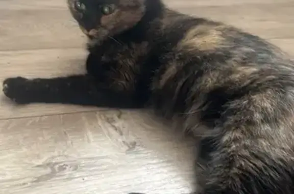 Найденные животные Томск, фото: Трехшерстная кошка найдена на Кошурникова 7