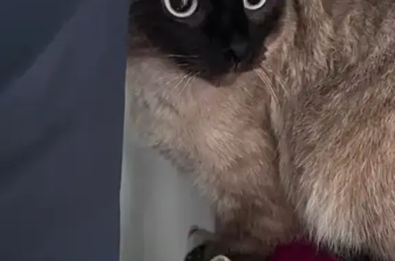Кошка найдена: ул. Барамзиной, 10, Ижевск