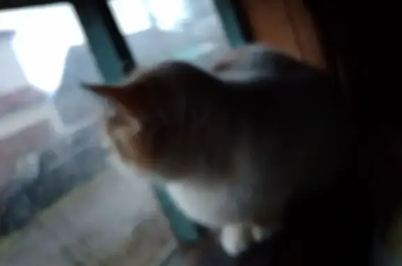 Кошка найдена: Медицинская ул., Шиловский