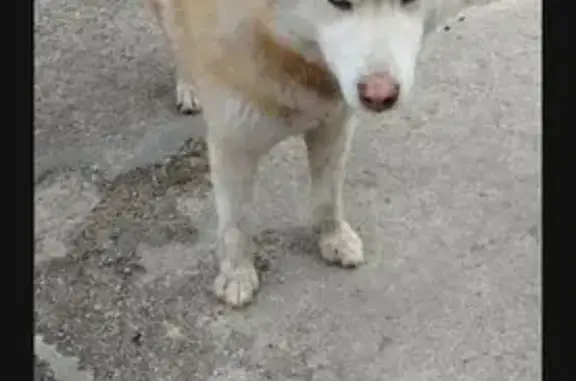 Найдена собака, Зелёная ул., 2А, Родники