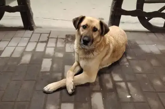 Найдена собака, Пенза, фото: Собака найдена: ул. Ленина, 16, Пенза