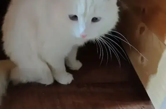 Кошки потеряшки, Уфа, фото: Потеряшка белая кошка, Аургазинская 40, Уфа