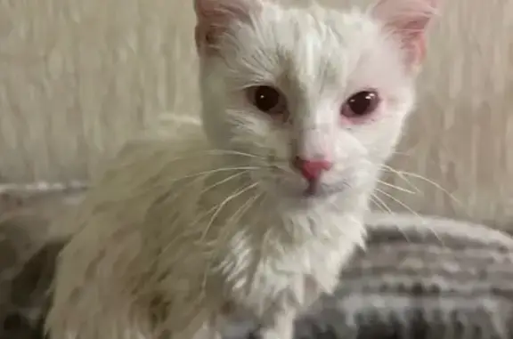 Кошка найдена: пр. Карла Маркса 245, Самара